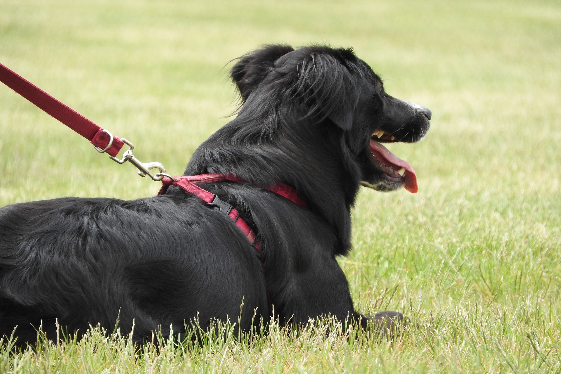 A black Collie laying down on the grass with a red lead