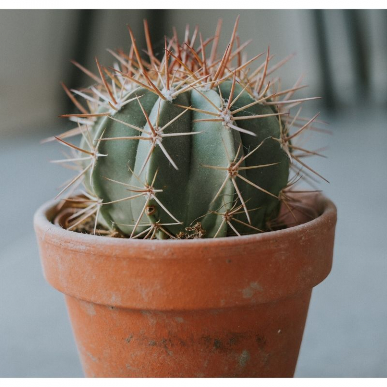 Cactus Spikes Enhance The Uk