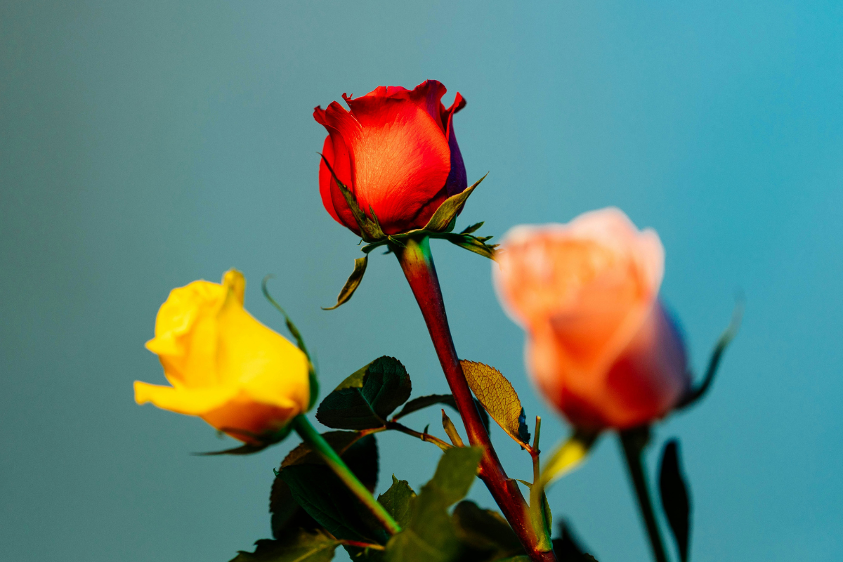 Disclosing dyslexia: three roses in yellow, pink and red